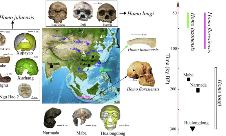 В Китае обнаружен новый вид человека — Homo juluensis с гигантским черепом